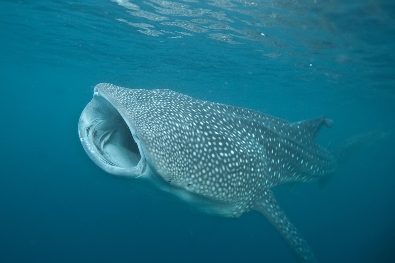 Pintuyan Dive Resort Kültér fotó
